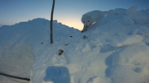 Еще одна рыбалка с белым лисом | Перемет на налима | Проверка 27.02.2026