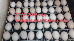 27-02-2026 ДОМАШНЯЯ ИНКУБАЦИЯ КУРИНЫХ ЯИЦ.