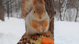 Толстая забежала перекусить