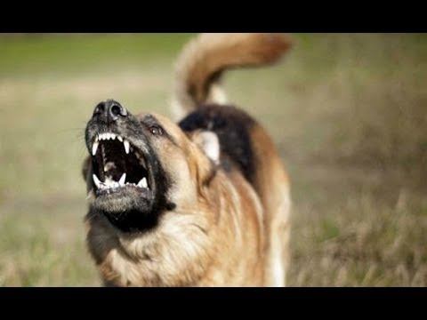 Внимание! Опасность встречи с одичавшими собаками  в горах!