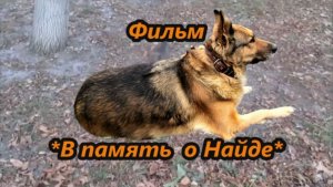В  память о Найде