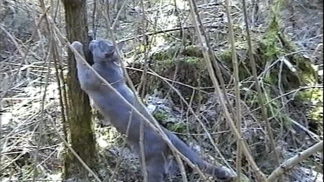 Васька чешет когти о дерево в лесу.