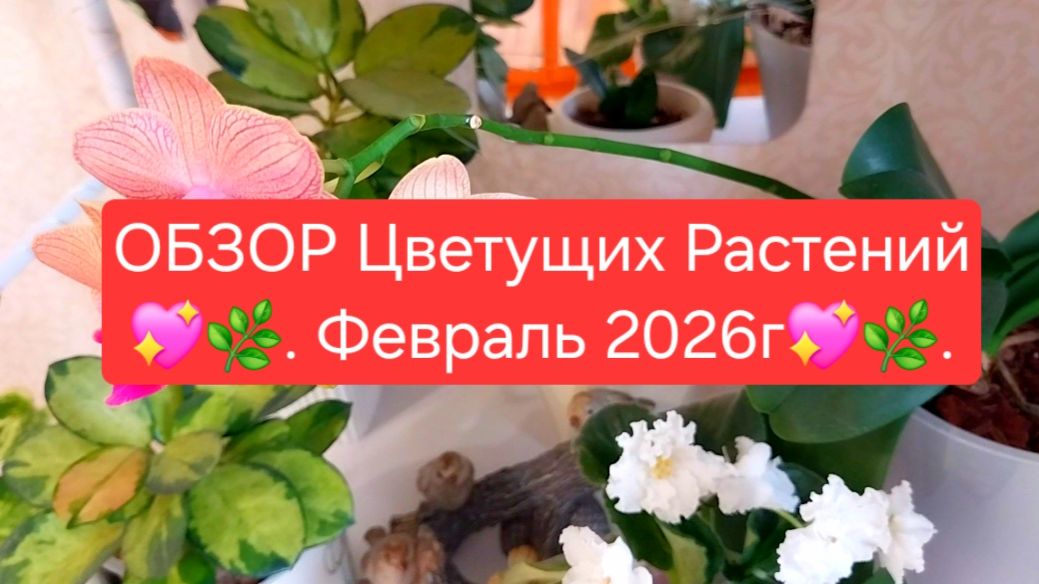 ОБЗОР Цветущих Растений. Февраль 2026г. смотреть онлайн