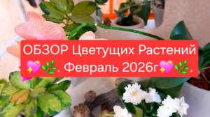 ОБЗОР Цветущих Растений. Февраль 2026г.