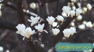 Запахло весной.