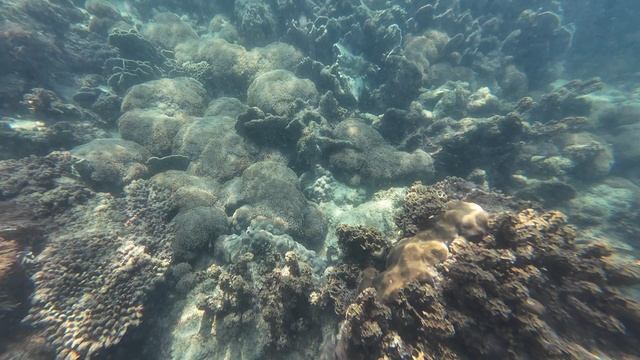 Остров Ко Ронг(Koh Rong), Снорклинг - кораллы. Декабрь 2025. Камбоджа. смотреть онлайн