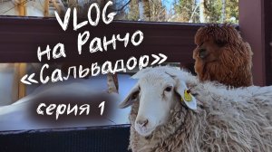 VLOG I Матриархат у альпаки и овцы, ревнивый фриз и уроки лидерства I 1 Серия