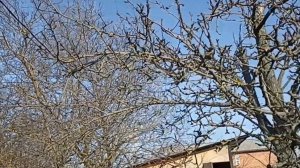 Деревенские будни//Посеяла перец на рассаду//Отсадила всех козлят насовсем