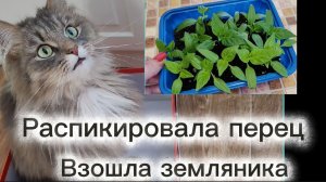 Распикировала перец. Взошла земляника.