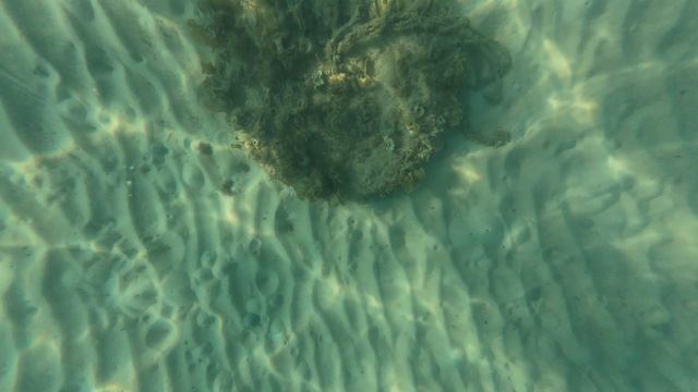 Остров Ко Ронг (Koh Rong), пляж Plankton Beach - под водой. Декабрь 2025. Камбоджа. смотреть онлайн