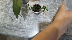 Мои новиночки хойи