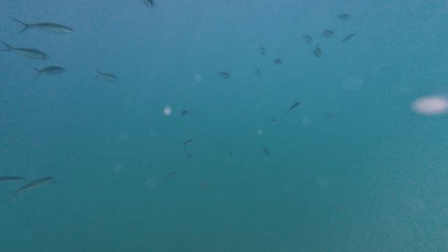 Остров Ко Ронг(Koh Rong), Снорклинг - рыбы под лодкой. Декабрь 2025. Камбоджа. смотреть онлайн