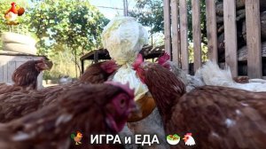 Кормление кур овощами и фруктами для зарядки и от скуки 🥗🐓🤗  (65)