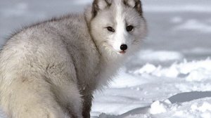 История часов телеканала 1