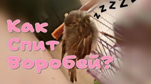 Где спит ДОМАШНИЙ ВОРОБЕЙ ДОМА? ДОМАШНИЙ ВОРОБЕЙ БОНЯ