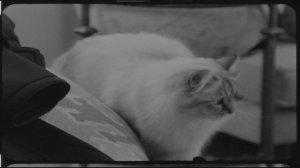 unpopular-201_1920x1080_24_yuv420p