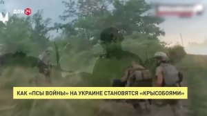 Как «Псы войны» на Украине становятся «Крысобоями»
