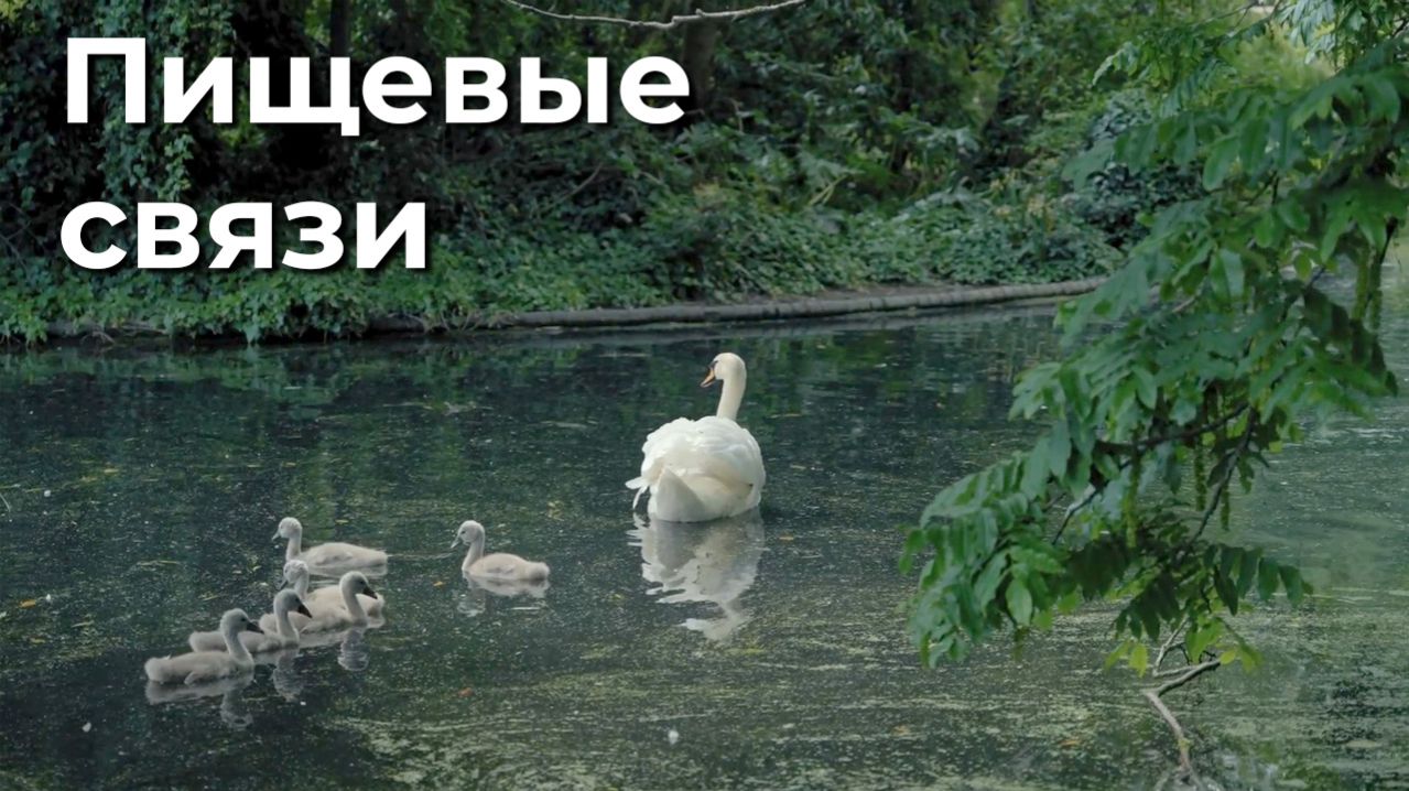 Пищевые связи природного сообщества. 5 класс. Пищевые связи природного сообщества. 5 класс.