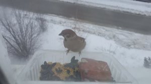 Кормлю птиц зимой 2024