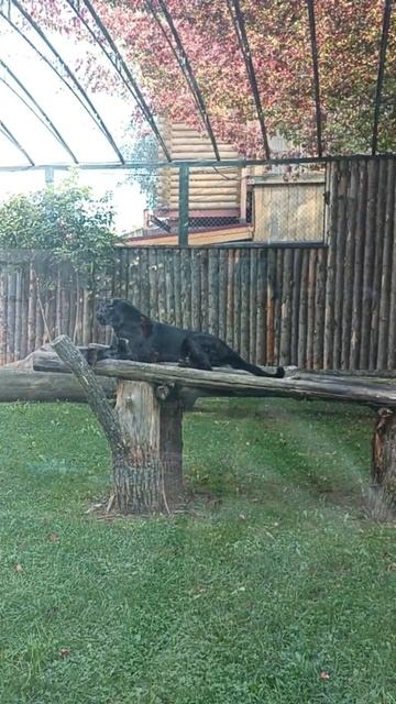 Зоопарк "Лимпопо "Нижний Новгород чёрная пантера