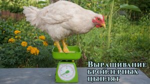 Выращивание бройлерных цыплят