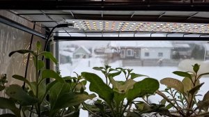 сею баклажаны..рассада на 27.02.2026