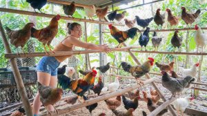 Ловлю и сажаю кур в конную повозку. Закупила оптом. Везу их на рынок для продажи.