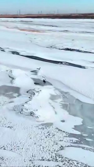 Самый напряжённый экшн Погоня за зайцем