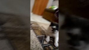 Мультик смешной хозяин и кот