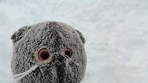 Вискас на улице