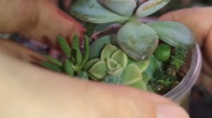 Продажа суккулентов. Наборы суккулентов, мини - садики Часть 1