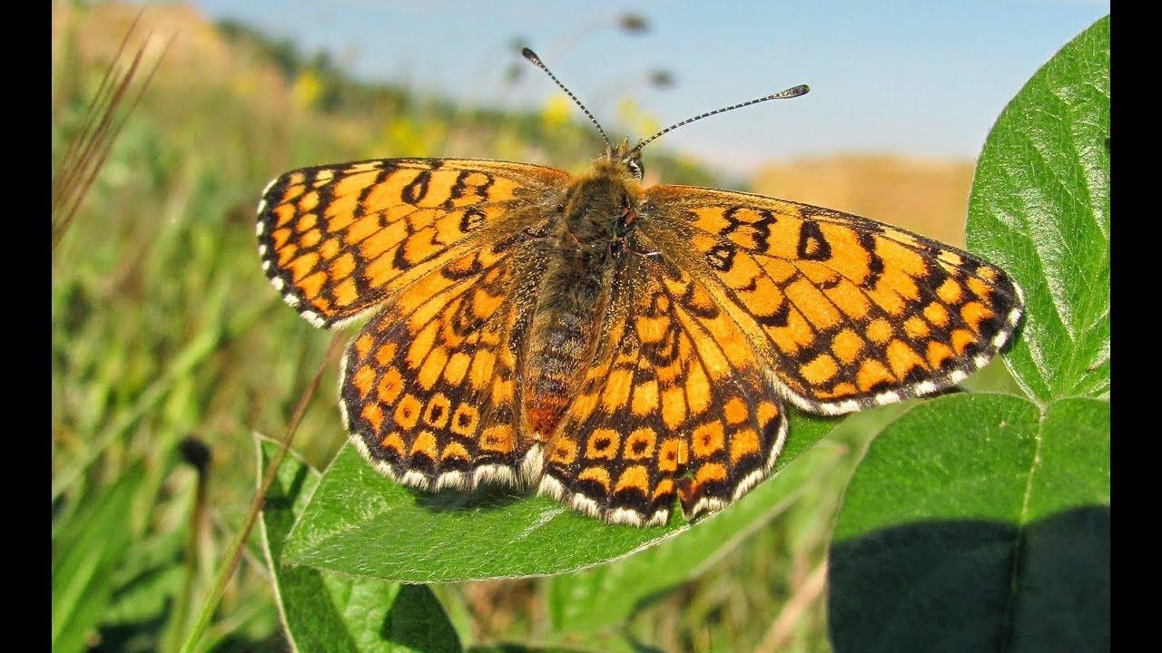 Животный мир Крыма. Часть третья