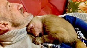 НУ и НУ! Маня дома просто кинулась к Владу и прижалась к сердцу,а в вольере даже не подходила к нему