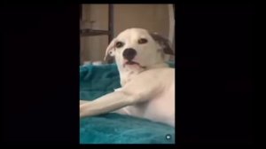 Озорные животные.