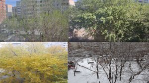 Времена года из окна дома