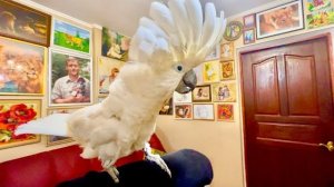 Наши попугаи могут вести себя ПРИЛИЧНО! Кеша уже  садится мне на руку, Кира на Влада, а Жора не идет