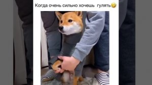 Пора на прогулку