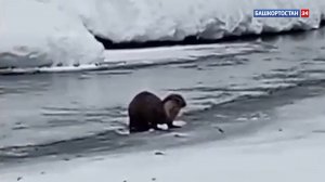 Выдру заметили в природном парке «Зилим» в Башкортостане