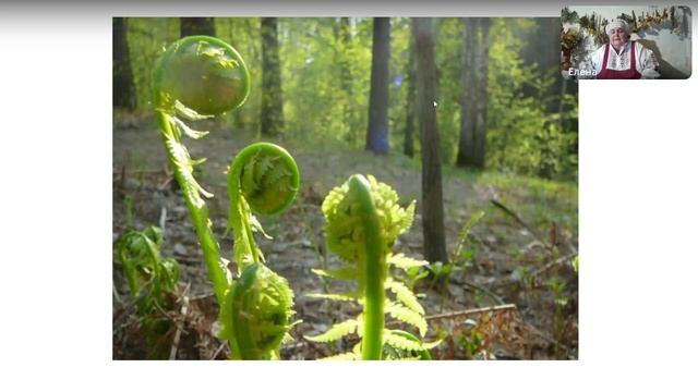 Все о папоротниках - традиции, легенды, история...