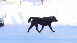 Самовыгул домашних животных - вне закона! ТК «Первый Советский»