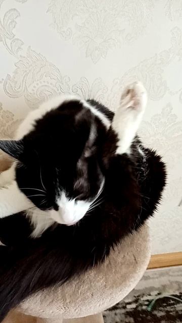 Странно умываеться