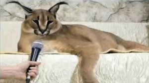 шлепины пильмени. мем трек.