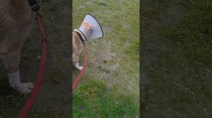 Вышли на прогулку со Снежком и собачкой с ампутированной лапой