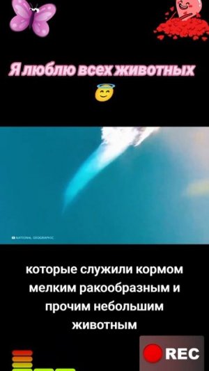 Животные приколы и не только😅