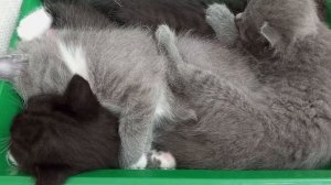 На ночь глядя,  для хорошего настроения! Спим в обнимку, сосчитай сколько нас?