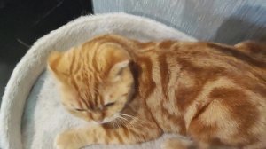 тройняшки мои😘😘😘