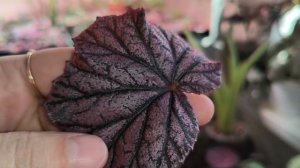 Кейн бегонии Черенкуем, размножаем.