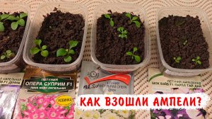 Плохая всхожесть ампельных петуний! Как взошли ампельные петунии