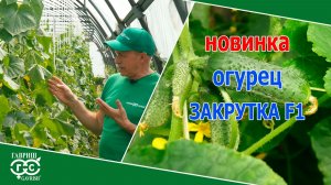 ОГУРЕЦ ДЛЯ ДОМАШНИХ ЗАГОТОВОК И НЕ ТОЛЬКО…