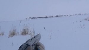 Охота на зайца. С Альтой в буранчик. Сезон 2025-2026 №259.